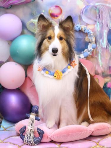 20240809トイくん